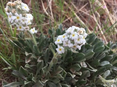 Oreocarya flavoculata