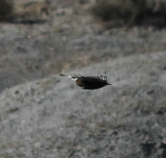 Oenanthe leucura