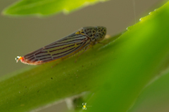 Graphocephala aurora