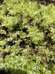 Plagiomnium ellipticum