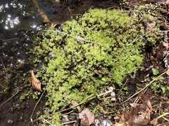 Plagiomnium ellipticum