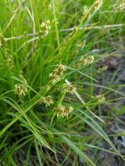 Carex otrubae