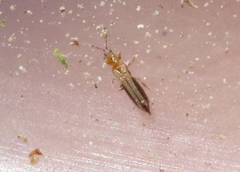 Thripidae