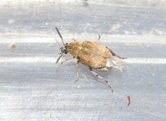 Acanthoscelides pallidipennis
