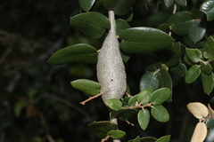 Protobalandricus spectabilis