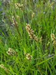 Carex otrubae