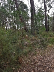 Acacia mucronata longifolia