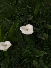 Zantedeschia aethiopica