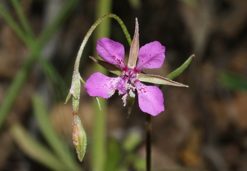 Clarkia rhomboidea
