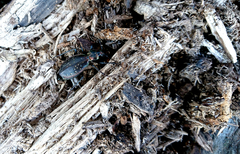 Carabus depressus