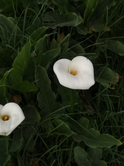 Zantedeschia aethiopica