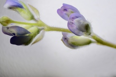 Lupinus polycarpus