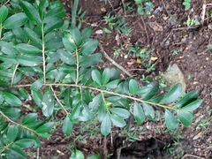 Erythroxylum emarginatum