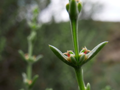 Salsola oppositifolia