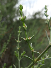 Salsola oppositifolia
