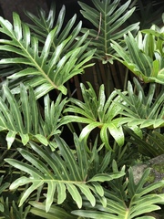 Blutaparon vermiculare