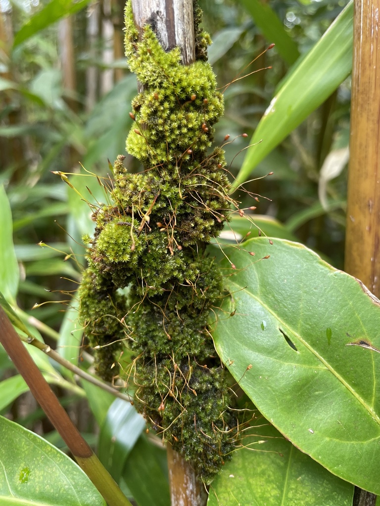 Macromitrium microstomum from Honolulu Watershed Forest Reserve