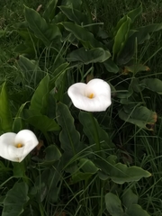 Zantedeschia aethiopica