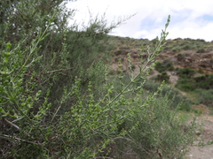 Salsola oppositifolia