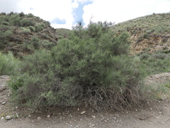 Salsola oppositifolia