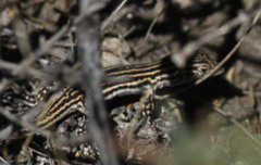 Acanthodactylus erythrurus