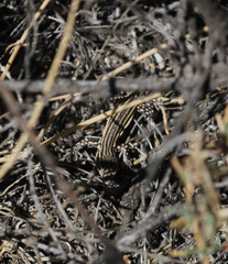 Acanthodactylus erythrurus