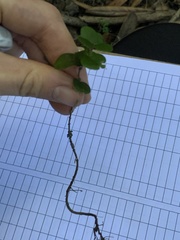 Metrosideros perforata