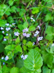 Brunnera macrophylla
