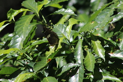 Charaxes cithaeron