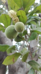 Melicoccus oliviformis