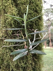 Orchidaceae