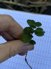 Metrosideros perforata