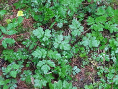 Chaerophyllum hirsutum