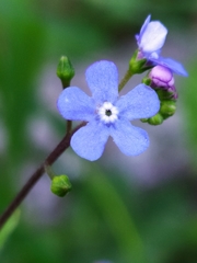 Brunnera macrophylla