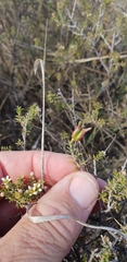 Diosma aspalathoides