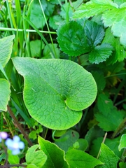 Brunnera macrophylla