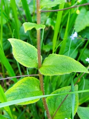 Brunnera macrophylla