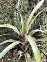 Bromeliaceae
