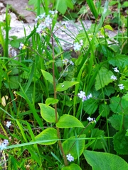 Brunnera macrophylla