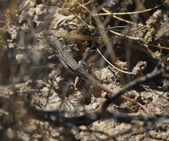 Acanthodactylus erythrurus