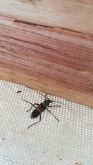 Phoracantha semipunctata