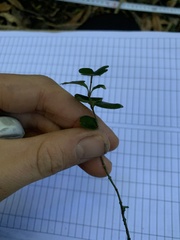 Metrosideros perforata