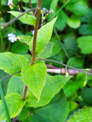 Brunnera macrophylla