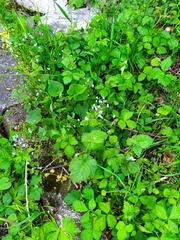Brunnera macrophylla