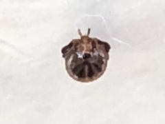 Amblyomma americanum