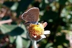 Hemiargus hanno