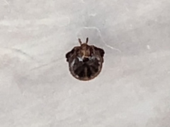 Amblyomma americanum