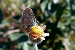 Hemiargus hanno