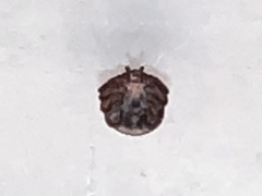 Amblyomma americanum