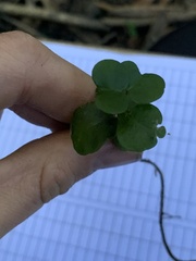 Metrosideros perforata